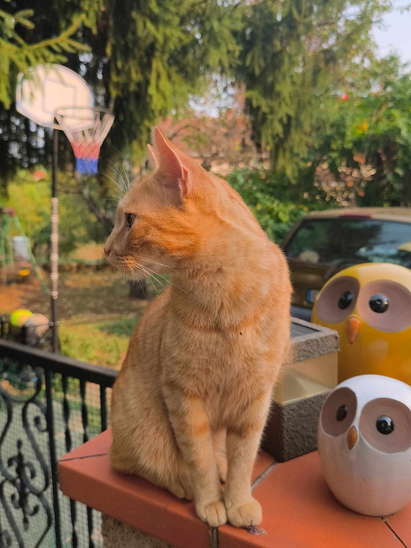 Saphir participe au concours pour gagner de l'argent avec cette photo : cat, orange_tabby, animal, outdoor, garden, basketball_hoop, decorative_owl, figurine, tile, ledges, greenery, fence, nature, pet, whiskers, ears, portrait, daylight, blurred_background, sitting