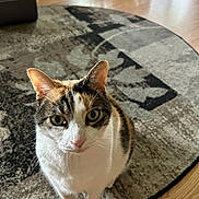 Whisper joined the competition — help win amazing prizes! animal, calico_cat, cat, closeup, curious, domestic_cat, ears, eyes, floor, fur, indoor, looking_up, mammal, natural_light, pet, round_rug, rug, sitting, whiskers, wooden_floor