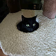Autumn is registered to the contest to win money with this photo: black_cat, cat_tree, green_eyes, cozy, indoor, soft_texture, furniture, pet, animal, hole, curious, wooden_floor, domestic_cat, resting, looking, ears, whiskers, feline, close_up, home