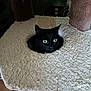 black_cat, cat_tree, green_eyes, cozy, indoor, soft_texture, furniture, pet, animal, hole, curious, wooden_floor, domestic_cat, resting, looking, ears, whiskers, feline, close_up, home