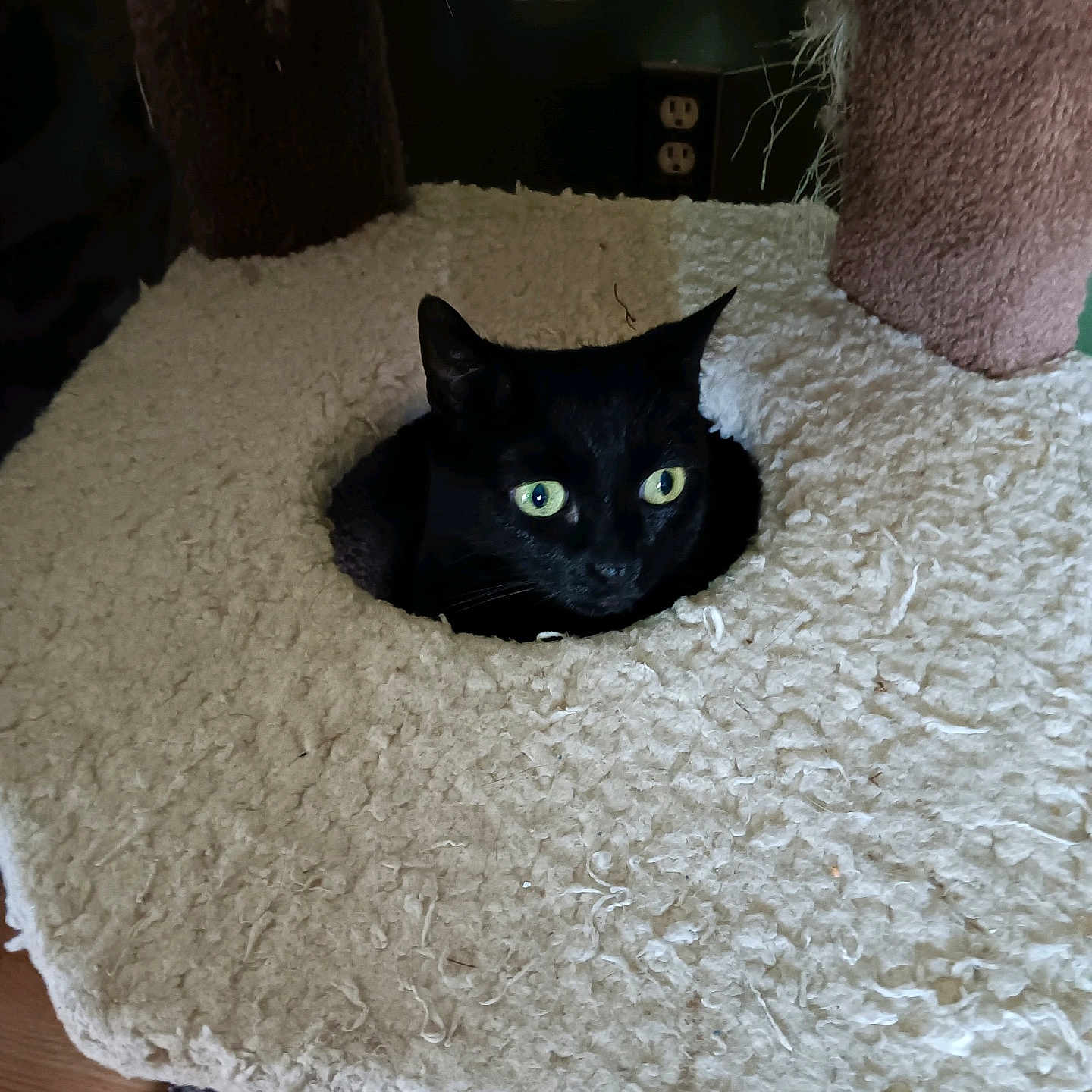 Autumn is registered to the contest to win money with this photo: animal, black_cat, cat_tree, close_up, cozy, curious, domestic_cat, ears, feline, furniture, green_eyes, hole, home, indoor, looking, pet, resting, soft_texture, whiskers, wooden_floor