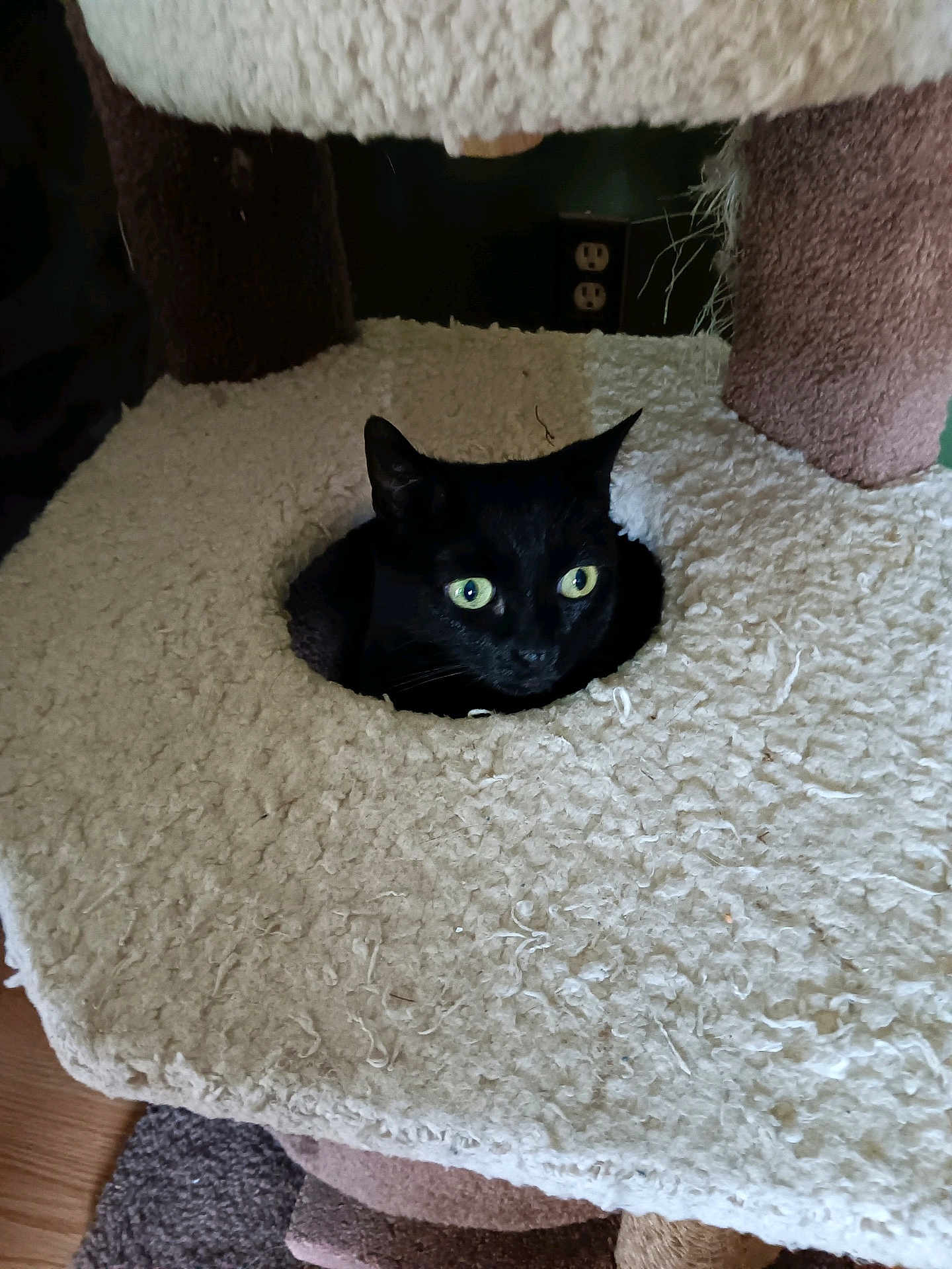 Autumn is registered to the contest to win money with this photo: black_cat, cat_tree, green_eyes, cozy, indoor, soft_texture, furniture, pet, animal, hole, curious, wooden_floor, domestic_cat, resting, looking, ears, whiskers, feline, close_up, home