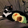 animal, bed, bedding, black_and_white, blanket, cat, close_up, cozy, duck_toy, green_eyes, home, indoors, lying_down, pet, plush_toy, portrait, sitting, stuffed_animal, tuxedo_cat, whiskers