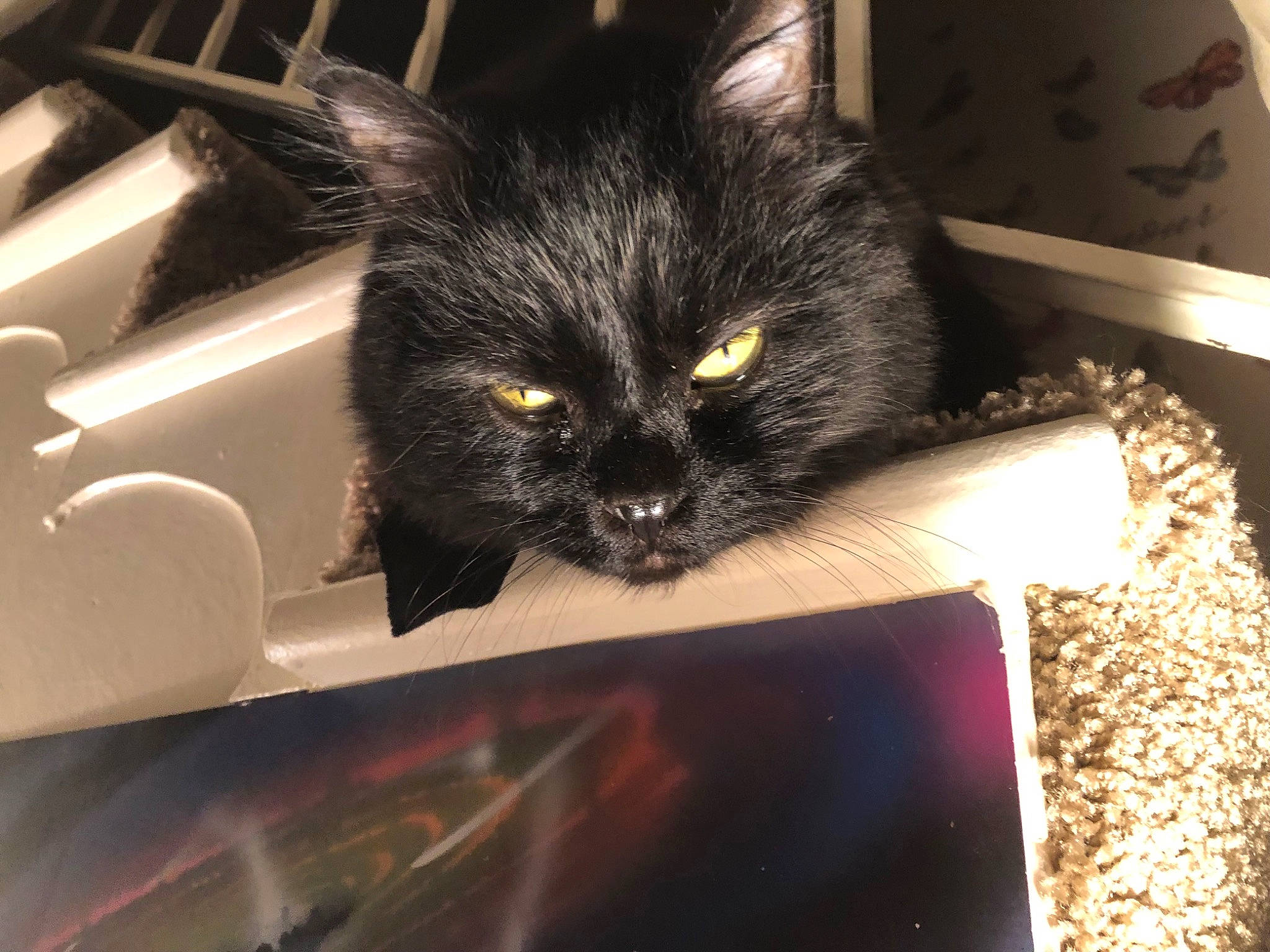 Scar joined the competition — help win amazing prizes! automotive_exterior, automotive_lighting, black_cat, carnivore, cat, claw, comfort, darkness, domestic_short_haired_cat, eye, felidae, fur, iris, small_to_medium_sized_cats, snout, tail, tints_and_shades, vehicle_door, whiskers, windshield