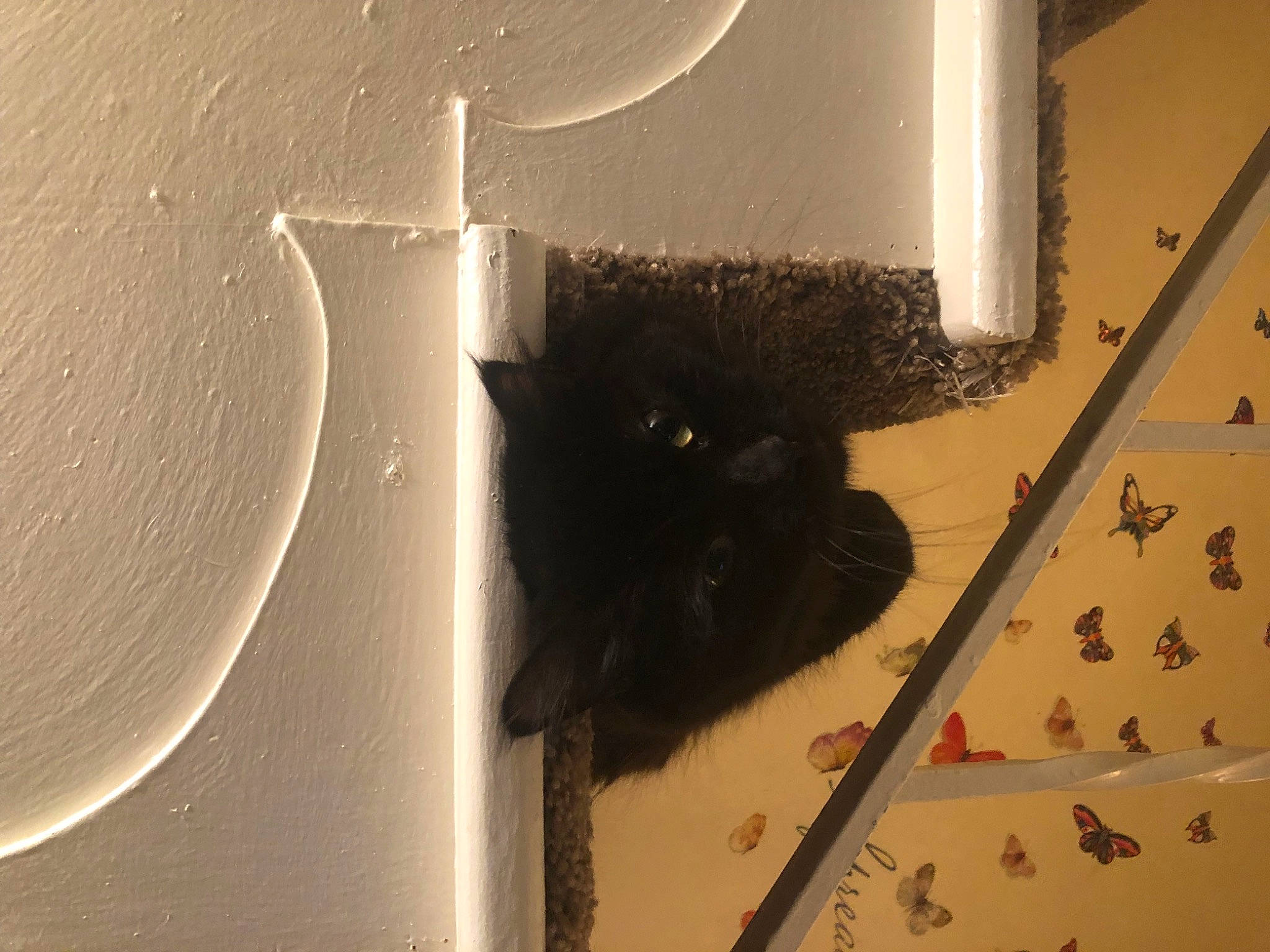 Scar is registered to the contest to win money with this photo: black_cat, carnivore, cat, ceiling, circle, domestic_short_haired_cat, felidae, flooring, fur, pet_supply, plaster, room, shadow, small_to_medium_sized_cats, tail, tints_and_shades, visual_arts, wall, whiskers, wood