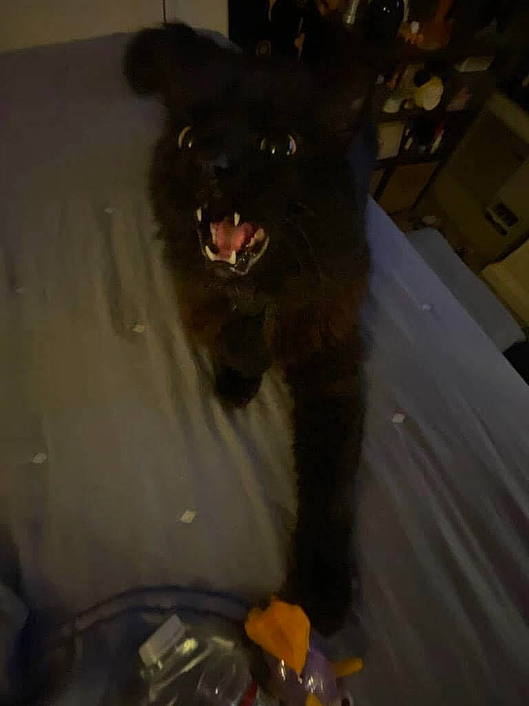 Scar joined the competition — help win amazing prizes! american_black_bear, bear, brown_bear, canidae, canis, carnivore, claw, companion_dog, dog, dog_breed, fang, fur, jaw, snout, sporting_group, tail, terrestrial_animal, whiskers, wolf, working_animal