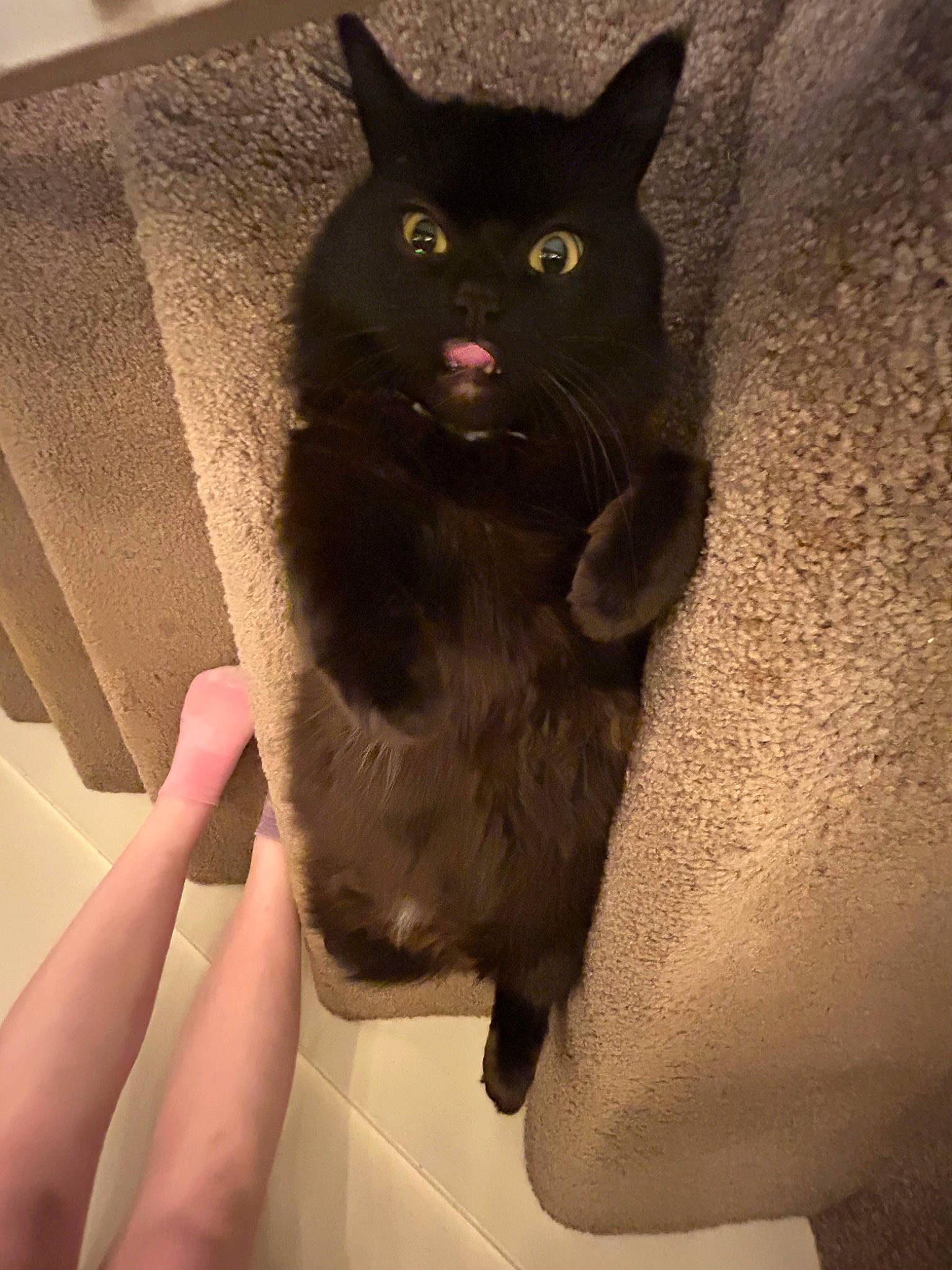 Scar joined the competition — help win amazing prizes! black_cat, box, cardboard, carnivore, cat, comfort, domestic_short_haired_cat, fawn, felidae, fur, gesture, leg, nail, paw, small_to_medium_sized_cats, snout, stairs, tail, whiskers, working_animal