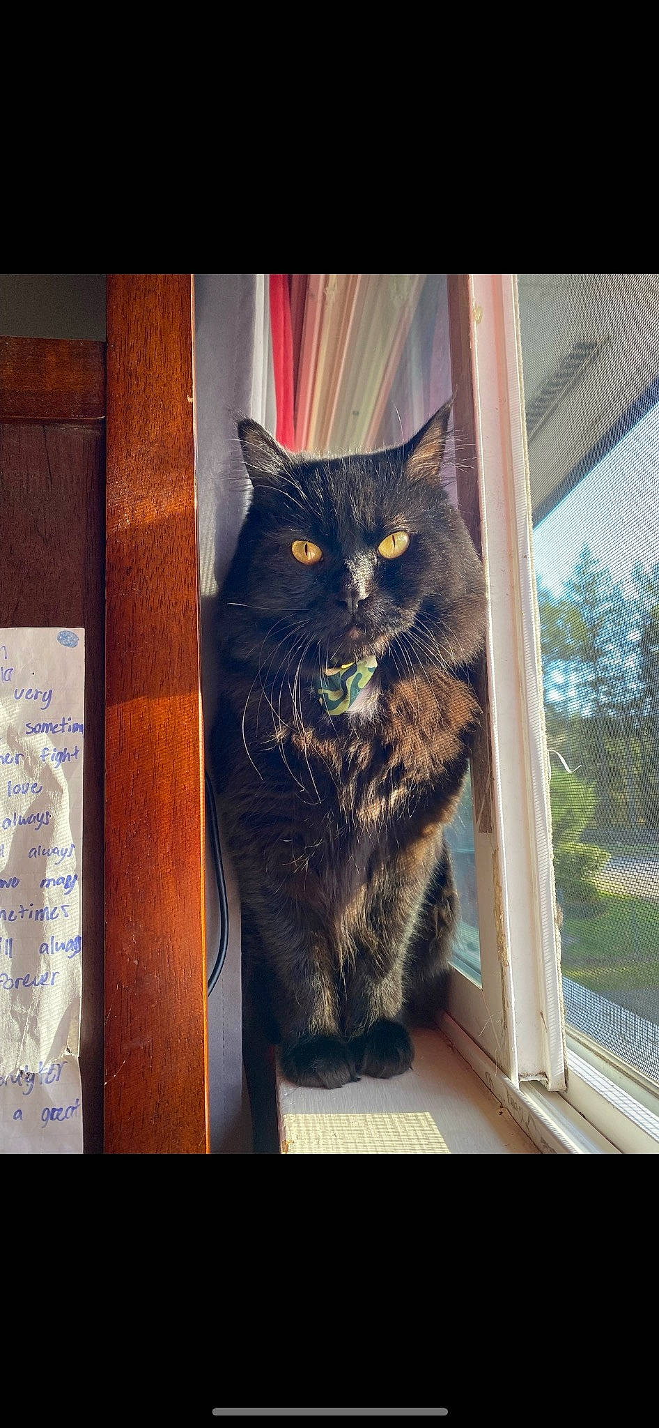 Scar is registered to the contest to win money with this photo: black_cat, carnivore, cat, domestic_short_haired_cat, door, felidae, fur, grey, metal, pattern, plant, rectangle, small_to_medium_sized_cats, tail, tints_and_shades, tree, visual_arts, whiskers, window, wood