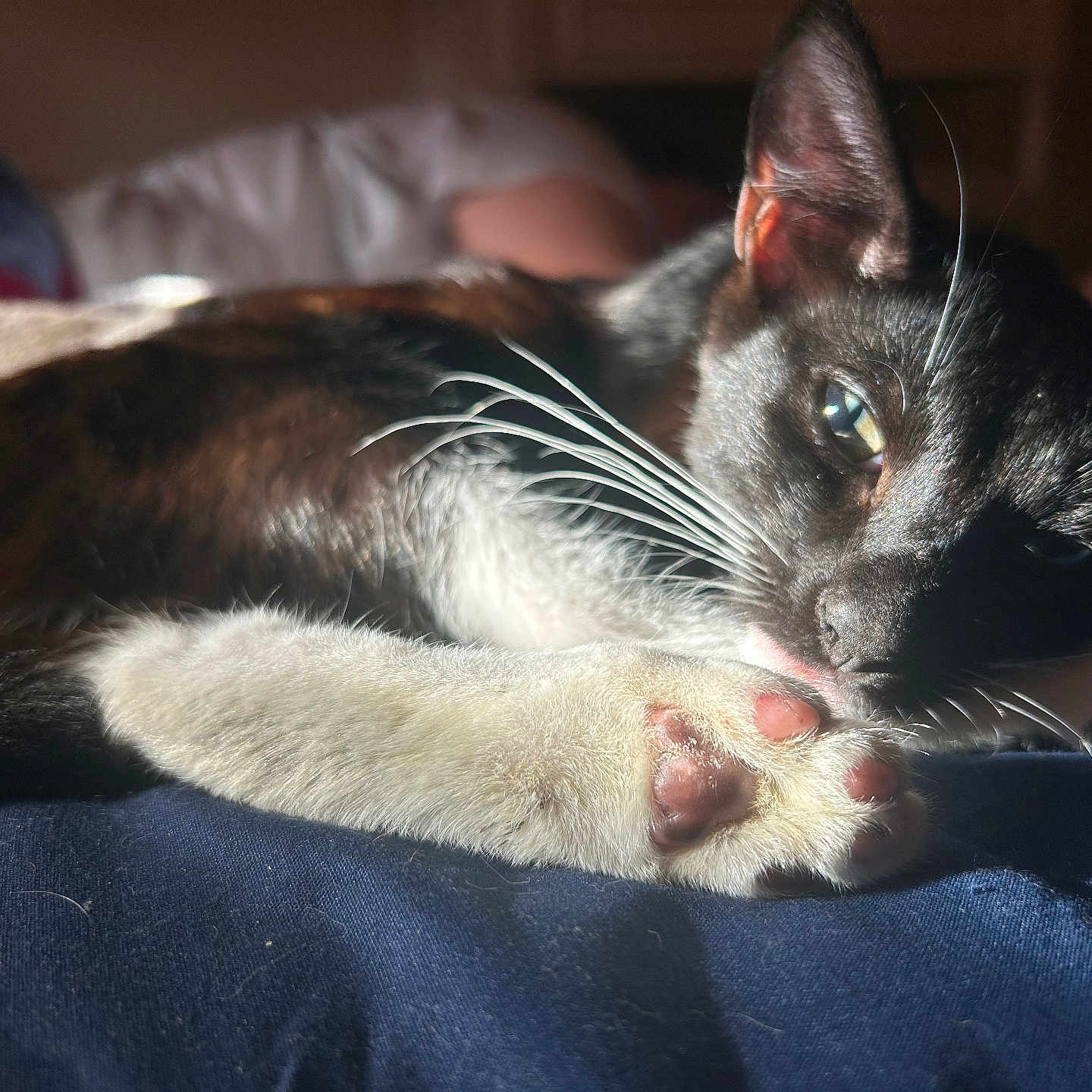 Miko is registered to the contest to win money with this photo: abyssinian, animal, bed, bedroom, blanket, bodypart, cat, couch, finger, furniture, hand, indoors, kitten, manx, mouth, person, pet, room, siamese, sleeping
