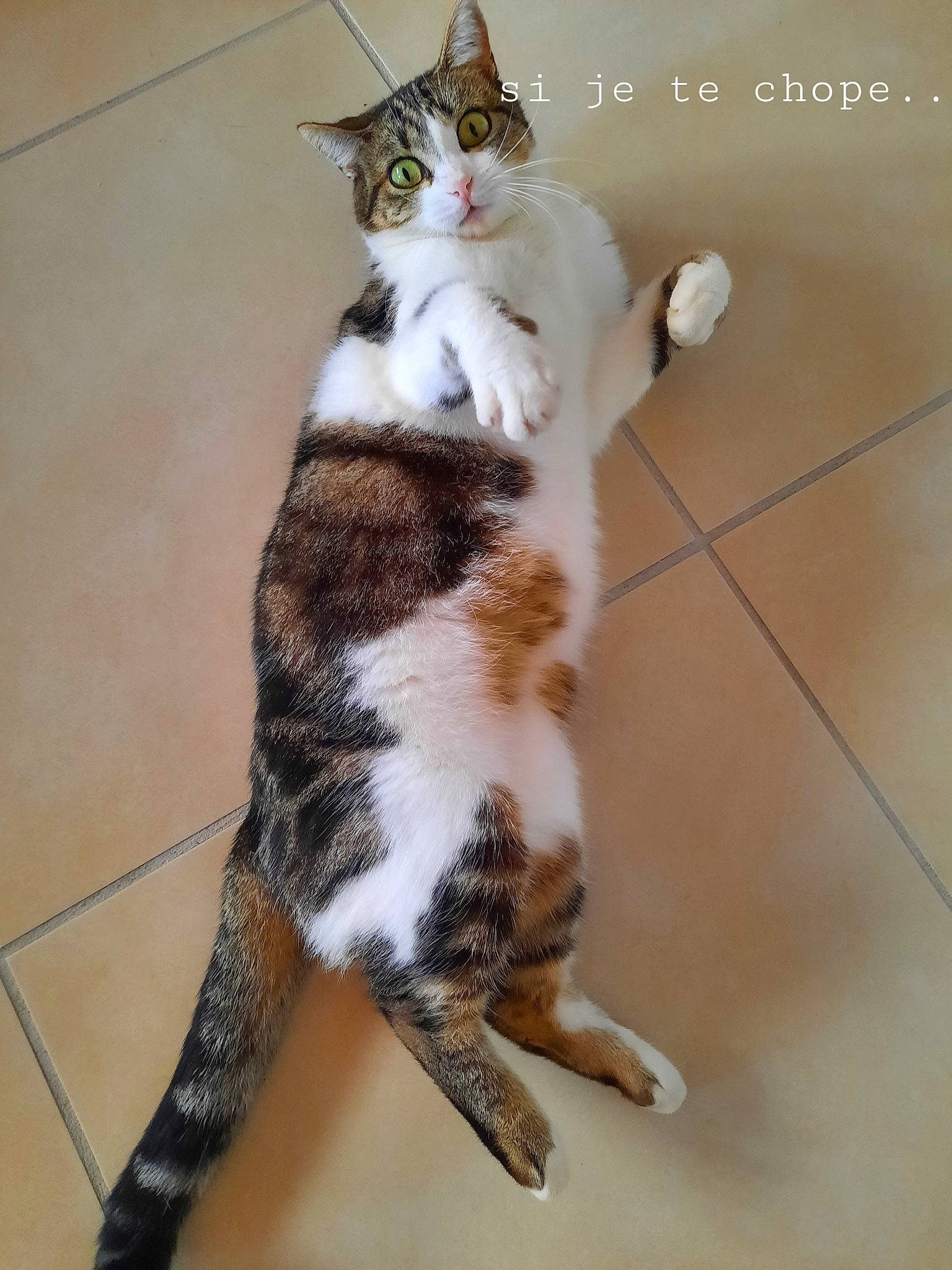 Gamine a rejoint le concours — aidez-le/la à gagner de superbes lots ! aegean_cat, american_bobtail, american_shorthair, american_wirehair, asian, carnivore, cat, claw, domestic_short_haired_cat, european_shorthair, felidae, fur, kitten, mammal, paw, polydactyl_cat, small_to_medium_sized_cats, tabby_cat, tail, whiskers