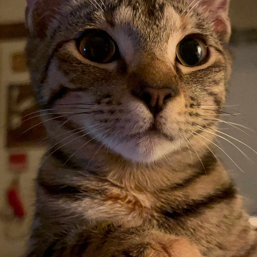 Momo joined the competition — help win amazing prizes! abyssinian, animal, cat, egyptiancat, kitten, manx, pet