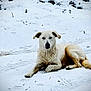 dog, canine, snow, winter, outdoor, lying_down, white_fur, tan_fur, paw_prints, tail, ears, muzzle, fur, ground, tire_tracks, grass_stems, portrait, pet, cold, relaxed