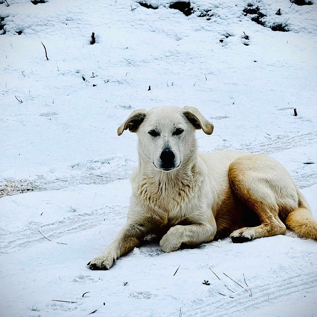 Cruella Deville is registered to the contest to win money with this photo: canine, cold, dog, ears, fur, grass_stems, ground, lying_down, muzzle, outdoor, paw_prints, pet, portrait, relaxed, snow, tail, tan_fur, tire_tracks, white_fur, winter