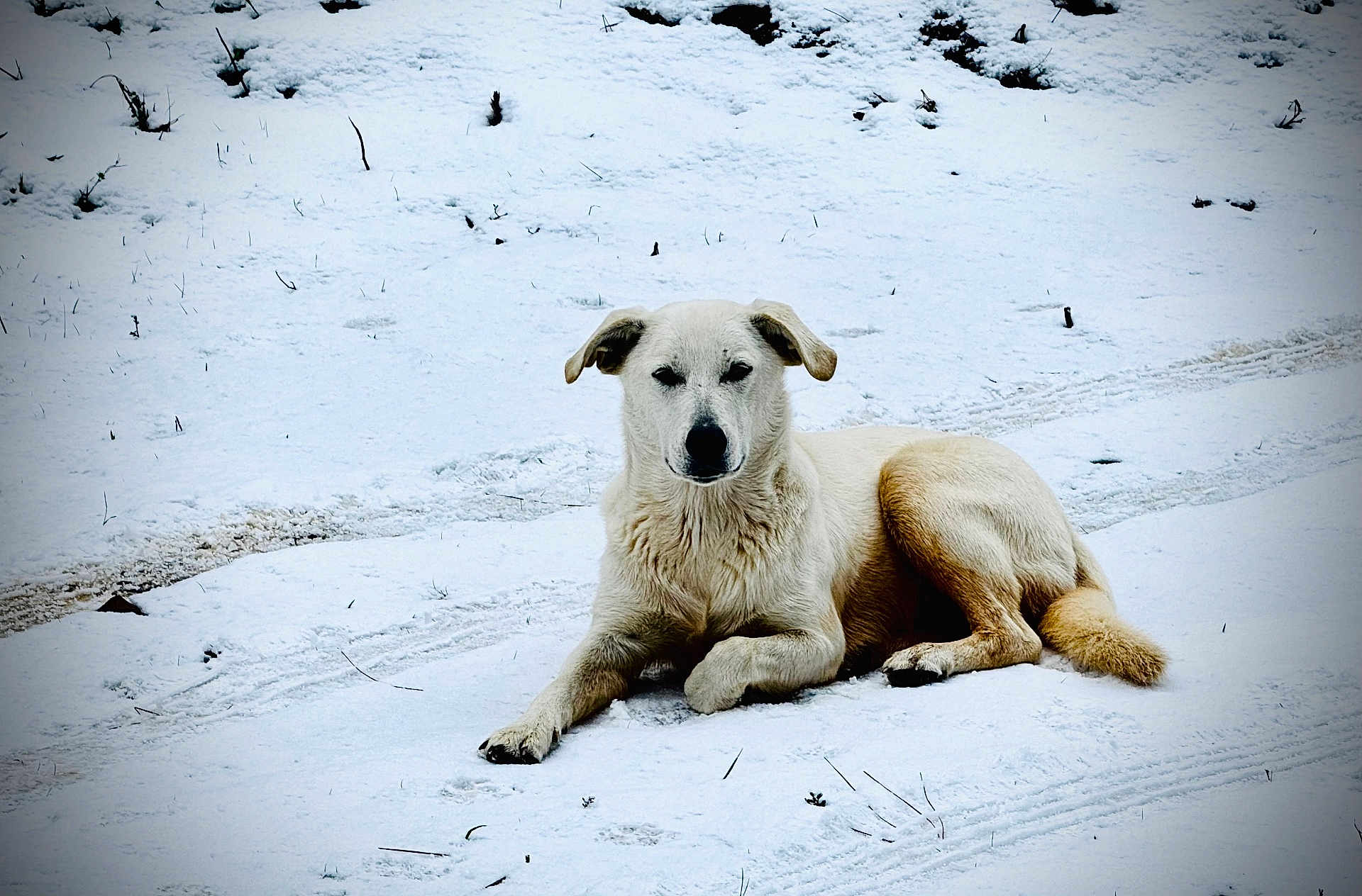 Cruella Deville is registered to the contest to win money with this photo: dog, canine, snow, winter, outdoor, lying_down, white_fur, tan_fur, paw_prints, tail, ears, muzzle, fur, ground, tire_tracks, grass_stems, portrait, pet, cold, relaxed