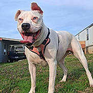 Mika is registered to the contest to win money with this photo: dog, white_dog, pitbull, pet, harness, tongue_out, happy, standing, grass, blue_sky, yard, house, pickup_truck, outdoor, close_up, portrait, playful, muzzle, one_ear_up, collar