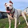 dog, white_dog, pitbull, pet, harness, tongue_out, happy, standing, grass, blue_sky, yard, house, pickup_truck, outdoor, close_up, portrait, playful, muzzle, one_ear_up, collar