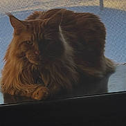 Merlot joined the competition — help win amazing prizes! cat, orange_cat, fluffy, feline, pet, indoor, window, mesh_screen, shadow, resting, animal, fur, whiskers, ears, paw, table, quiet, calm, domestic, portrait