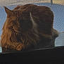 cat, orange_cat, fluffy, feline, pet, indoor, window, mesh_screen, shadow, resting, animal, fur, whiskers, ears, paw, table, quiet, calm, domestic, portrait