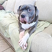 Cash is registered to the contest to win money with this photo: blanket, brown_eyes, canine, close_up, companion, couch, crossed_paws, dog, home_interior, indoor, large_dog, looking_up, paws, pet, pitbull, portrait, relaxed, short_coat, sofa, tile_floor