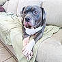 blanket, brown_eyes, canine, close_up, companion, couch, crossed_paws, dog, home_interior, indoor, large_dog, looking_up, paws, pet, pitbull, portrait, relaxed, short_coat, sofa, tile_floor