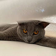 Zelda participe au concours pour gagner de l'argent avec cette photo : cat, gray_cat, pet, animal, feline, amber_eyes, whiskers, stretching, soft_light, fabric, curious, relaxed, indoor, close_up, portrait, cute, fur, resting, calm, cozy