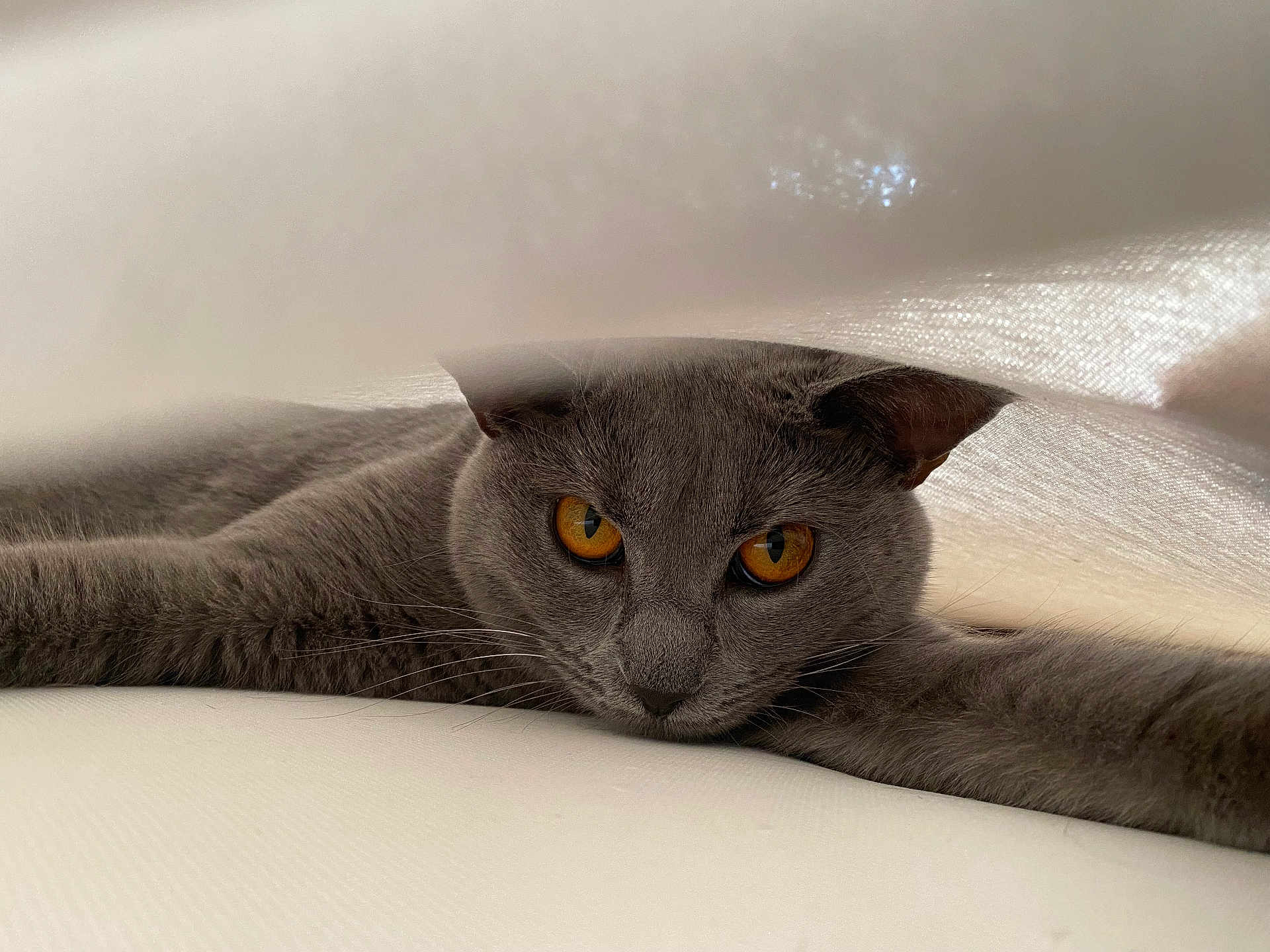 Zelda participe au concours pour gagner de l'argent avec cette photo : cat, gray_cat, pet, animal, feline, amber_eyes, whiskers, stretching, soft_light, fabric, curious, relaxed, indoor, close_up, portrait, cute, fur, resting, calm, cozy