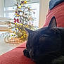 black_cat, sleeping_cat, couch, red_couch, christmas_tree, holiday_lights, indoor, cozy, relaxation, pet, feline, decorations, window, daylight, home, soft_lighting, close_up, animal, resting, whiskers