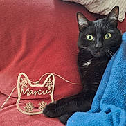 Marcus a rejoint le concours — aidez-le/la à gagner de superbes lots ! black_cat, cat, couch, red_couch, blue_blanket, wooden_ornament, snowflake, indoor, pet, fur, whiskers, relaxed, green_eyes, cozy, furniture, comfort, animal, domestic_cat, resting, closeup