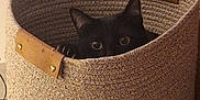 Marcus a rejoint le concours — aidez-le/la à gagner de superbes lots ! animal, basket, black_cat, cat, container, cozy, curious, ears, electrical_outlet, eyes, floor, hiding, home, indoor, peeking, pet, quiet, tile_floor, wall, woven_basket