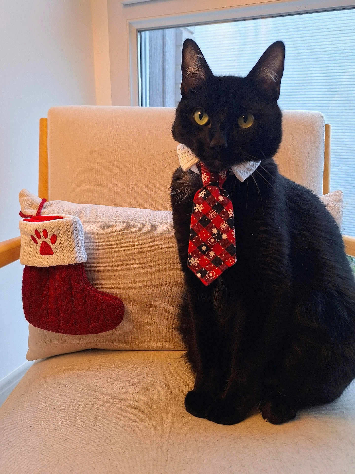 Marcus a rejoint le concours — aidez-le/la à gagner de superbes lots ! black_cat, cat, tie, christmas_stocking, chair, cushion, indoor, window, holiday, festive, pet, animal, feline, collar, knitted, red, beige, sitting, paws, decor
