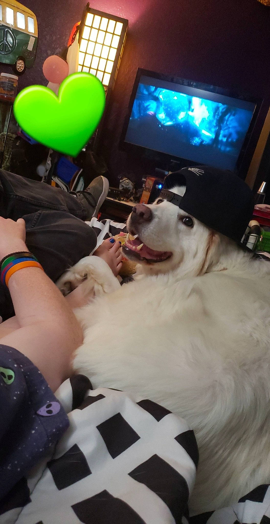 Callie is registered to the contest to win money with this photo: balloon, borzoi, carnivore, companion_dog, display_device, dog, dog_breed, electronic_device, entertainment, event, fun, fur, gadget, happy, leisure, mammal, sporting_group, technology, television, television_set