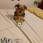 Diego participe au concours pour gagner de l'argent avec cette photo : affenpinscher, airedale, animal, bed, bedroom, blanket, canine, cockerspaniel, couch, cushion, dog, furniture, homedecor, indoors, interiordesign, linen, pet, puppy, room, terrier