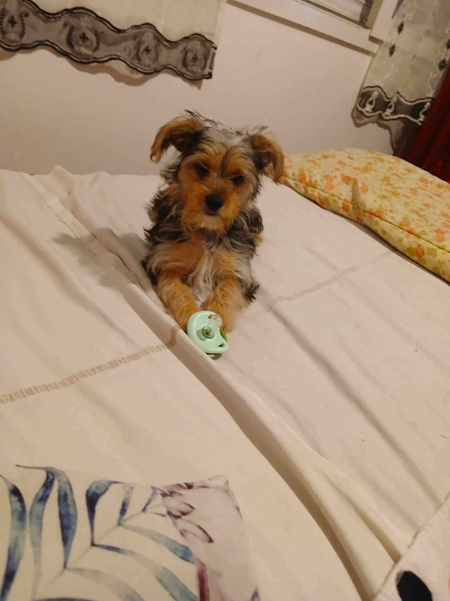 Diego