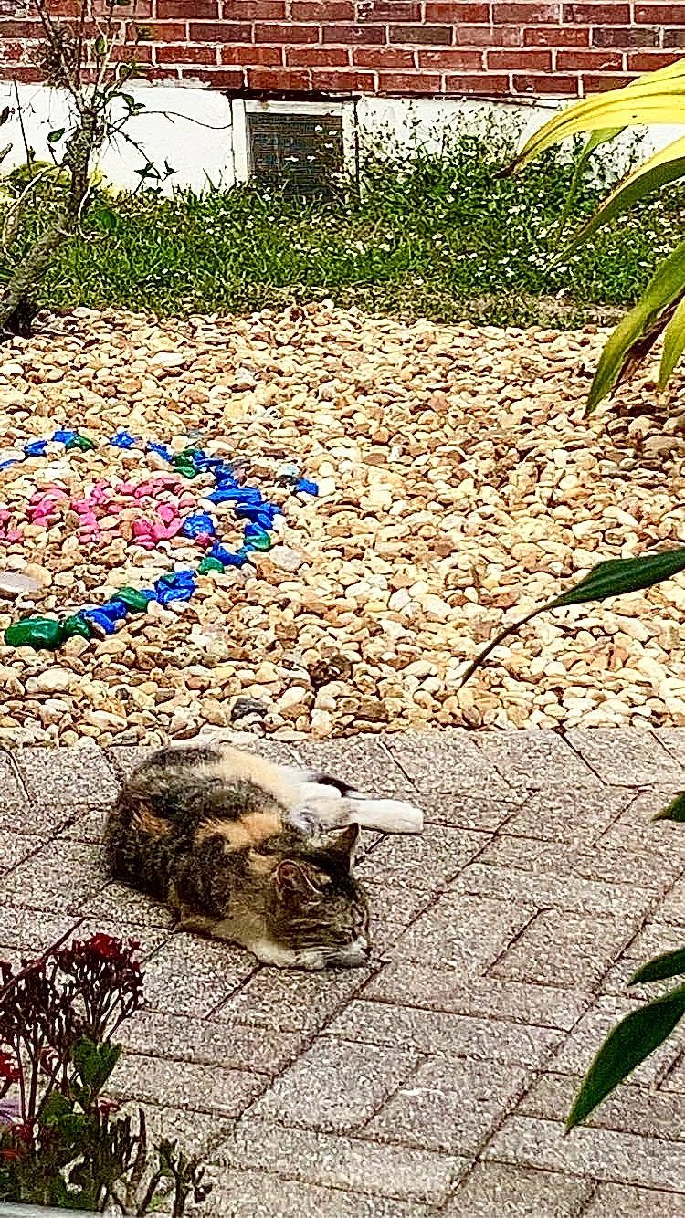 Quarry is registered to the contest to win money with this photo: adaptation, asphalt, carnivore, cat, cobblestone, felidae, flooring, grass, groundcover, leaf, plant, road_surface, sidewalk, small_to_medium_sized_cats, soil, tints_and_shades, tree, whiskers, window, wood
