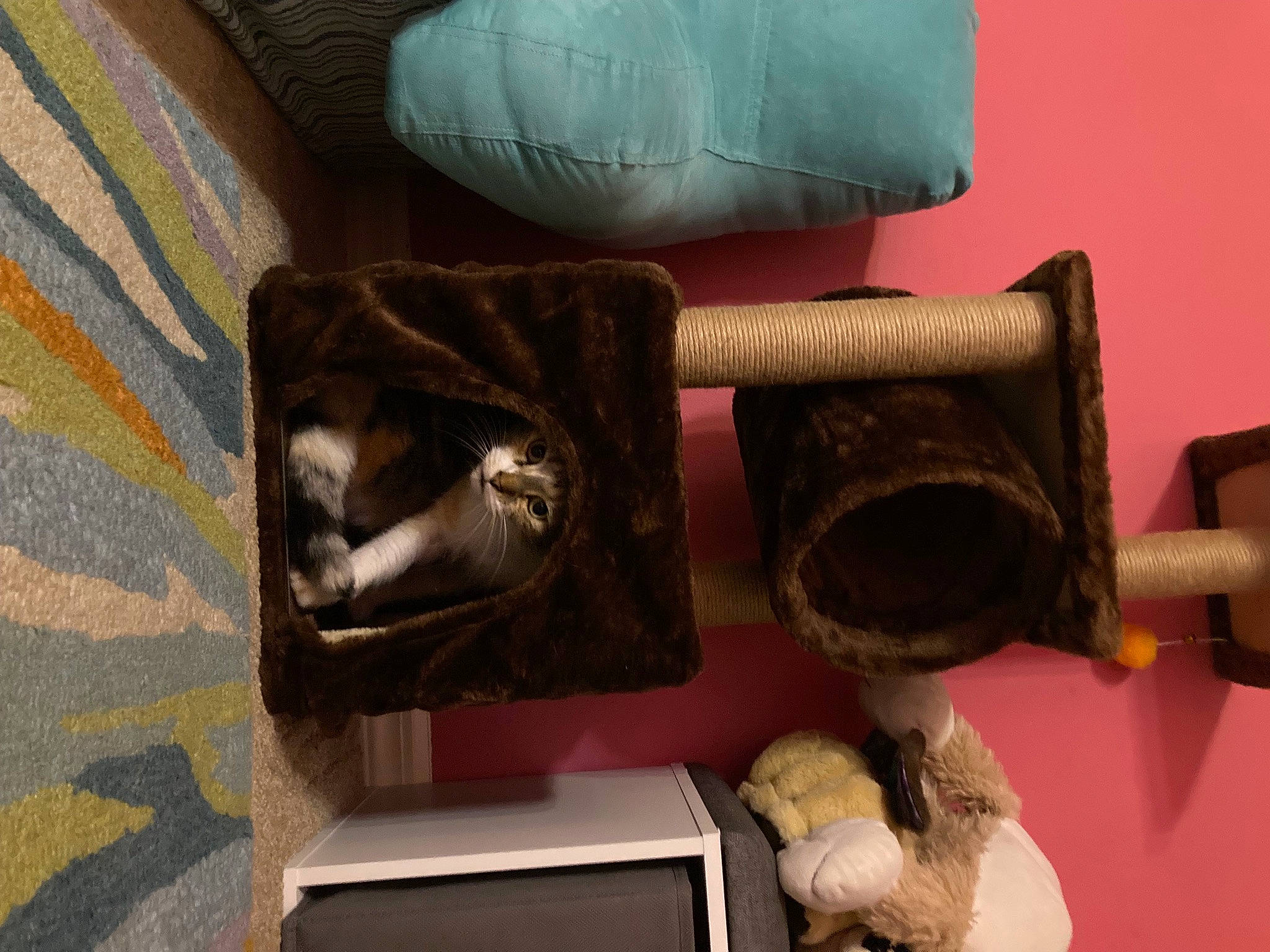 Quarry is registered to the contest to win money with this photo: bag, carmine, cat, cat_supply, comfort, domestic_short_haired_cat, felidae, flooring, fur, hardwood, linens, mammal, rectangle, room, small_to_medium_sized_cats, textile, toy, whiskers, wood, wool