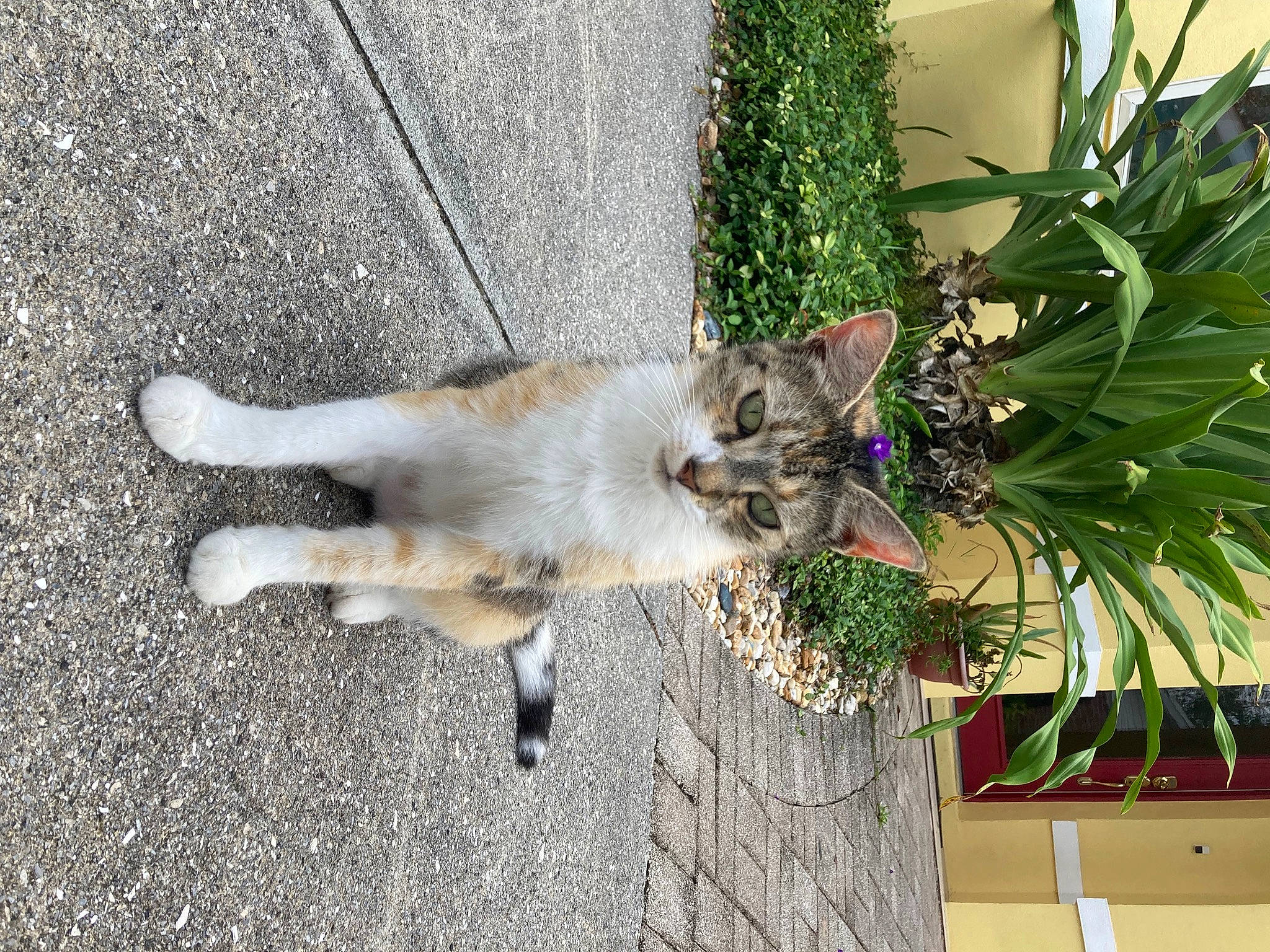 Quarry is registered to the contest to win money with this photo: asphalt, carnivore, cat, concrete, domestic_short_haired_cat, fawn, felidae, flowerpot, fur, grass, herb, houseplant, paw, plant, porch, road_surface, sidewalk, small_to_medium_sized_cats, tail, whiskers
