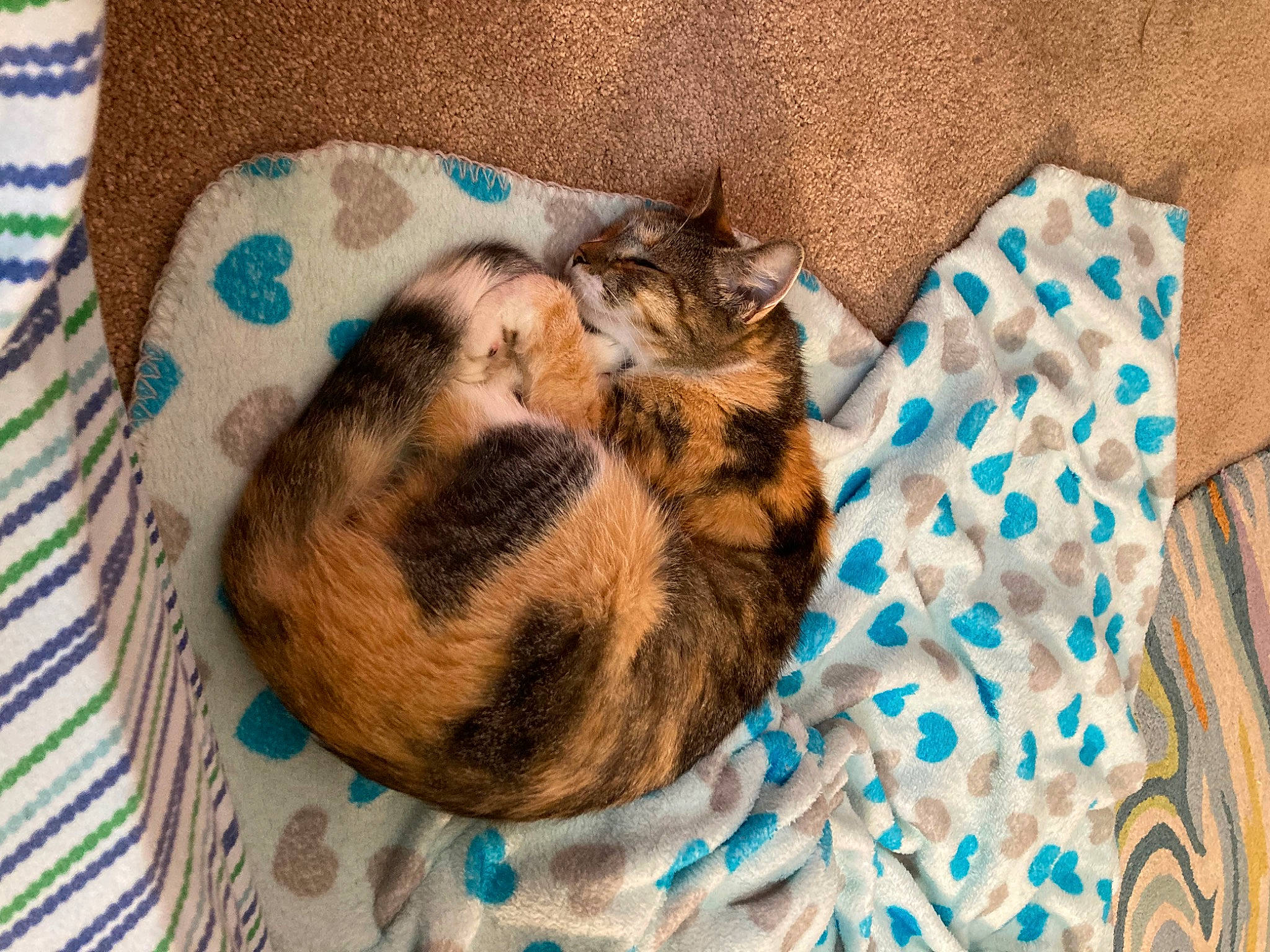 Quarry is registered to the contest to win money with this photo: canidae, carnivore, cat, claw, comfort, dog_breed, domestic_short_haired_cat, fawn, felidae, fur, linens, nap, pattern, paw, small_to_medium_sized_cats, sporting_group, tail, textile, tree, whiskers