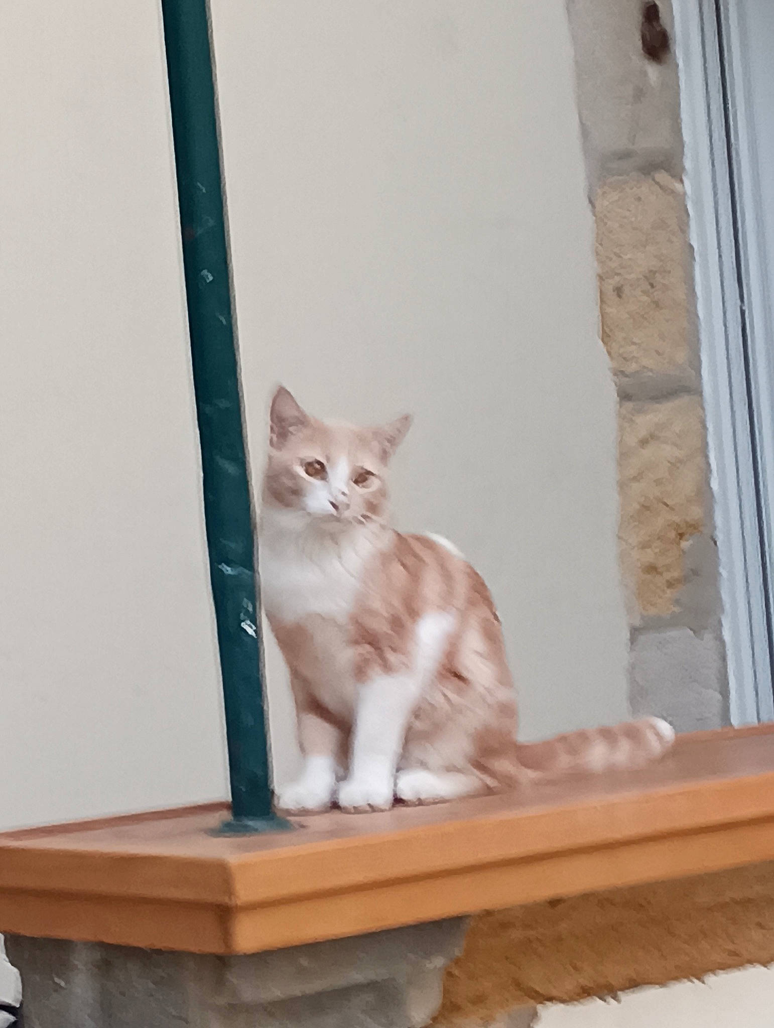 Ulysse a rejoint le concours — aidez-le/la à gagner de superbes lots ! carnivore, cat, cat_furniture, cat_supply, domestic_short_haired_cat, fawn, felidae, flooring, fur, hardwood, paw, pet_supply, room, sitting, small_to_medium_sized_cats, stairs, tail, whiskers, window, wood