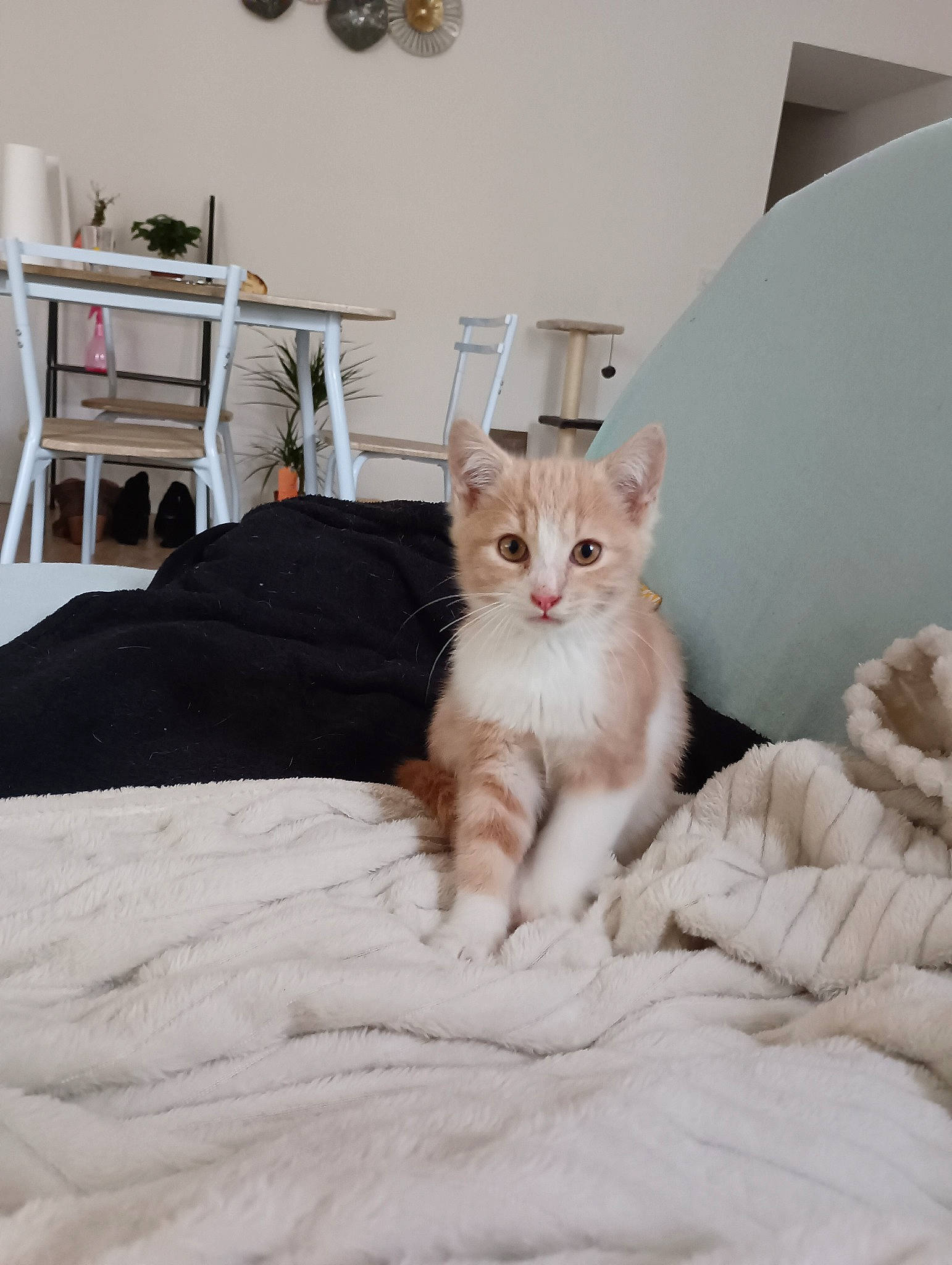 Ulysse participe au concours pour gagner de l'argent avec cette photo : bed, bed_sheet, bedding, carnivore, cat, comfort, domestic_short_haired_cat, felidae, flooring, fur, hardwood, linens, paw, room, sitting, small_to_medium_sized_cats, tail, whiskers, window_blind, wood