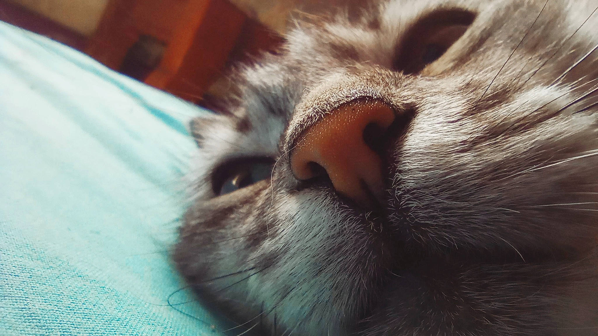 Snowbell a rejoint le concours — aidez-le/la à gagner de superbes lots ! beard, carnivore, cat, claw, close_up, cloud, comfort, domestic_short_haired_cat, ear, eye, fawn, felidae, fur, nap, paw, sleep, small_to_medium_sized_cats, tail, whiskers, wildlife