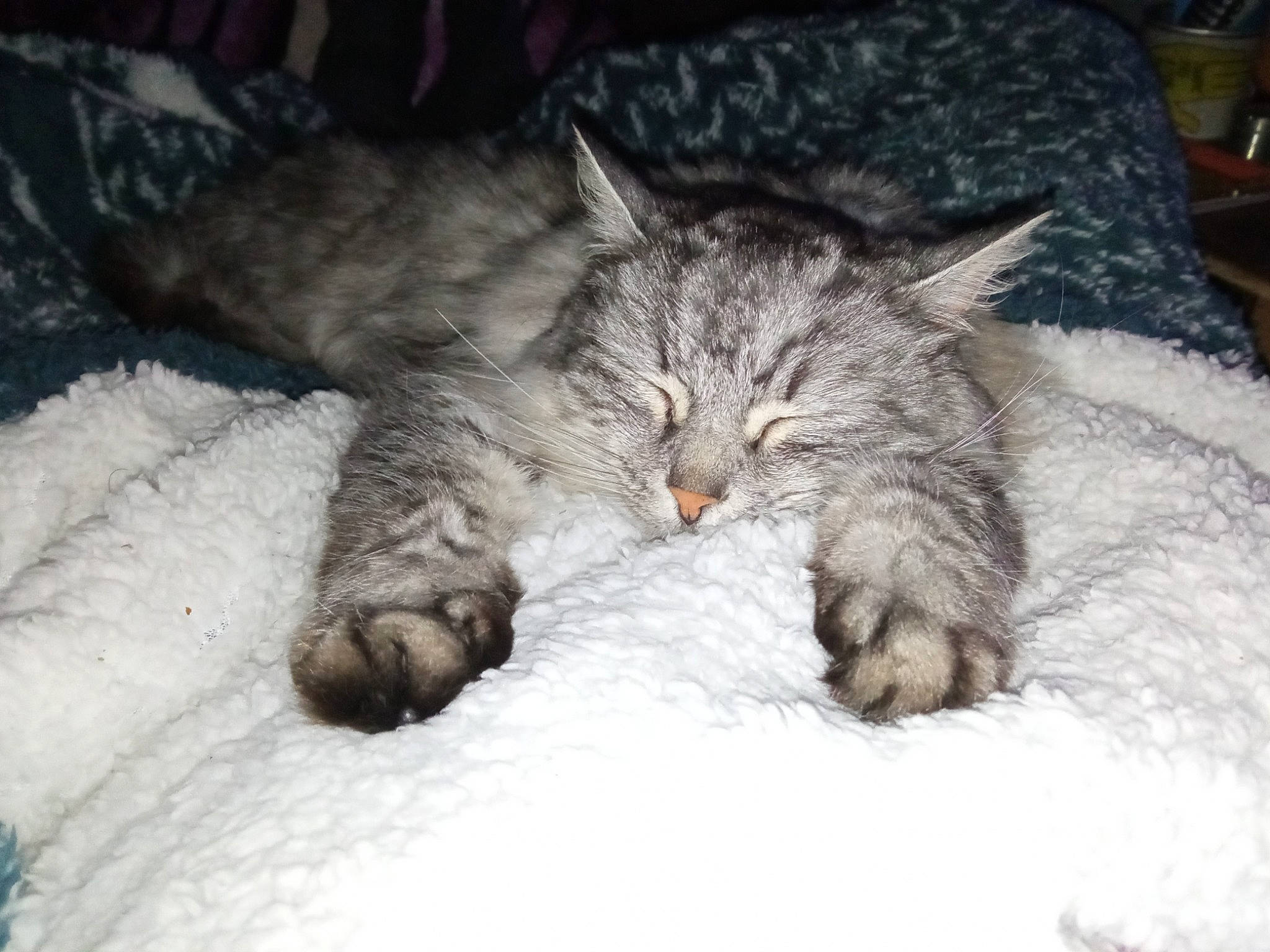 Snowbell a rejoint le concours — aidez-le/la à gagner de superbes lots ! bed, carnivore, cat, claw, comfort, couch, domestic_short_haired_cat, felidae, freezing, fur, grey, mammal, nap, paw, small_to_medium_sized_cats, snow, tail, vertebrate, whiskers, winter