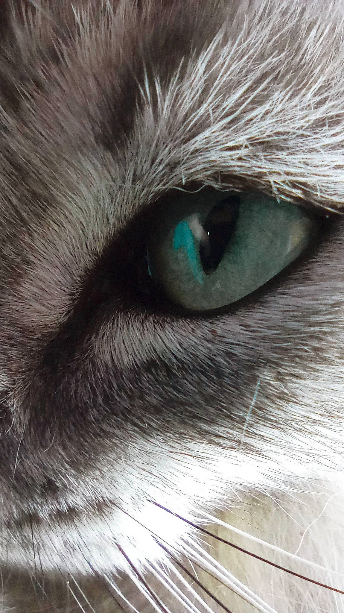 Snowbell participe au concours pour gagner de l'argent avec cette photo : carnivore, cat, close_up, domestic_short_haired_cat, electric_blue, eyelash, felidae, fur, grey, head, human_body, macro_photography, small_to_medium_sized_cats, snout, terrestrial_animal, vertebrate, whiskers, wildlife