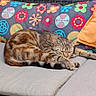 animal, cat, comfort, couch, cozy, cushion, feline, floral_pattern, home, nap, orange_pillow, outdoor_furniture, pet, pillow, relaxing, resting, sleeping, sunlight, tabby, woven_texture
