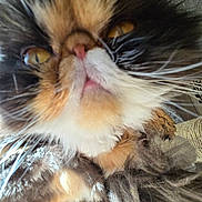 Posie joined the competition — help win amazing prizes! cat, close_up, fluffy, fur, whiskers, yellow_eyes, pink_nose, multicolor_fur, pet, animal, indoor, curious, soft_texture, face, muzzle, feline, cute, whisker, closeup, domestic_cat