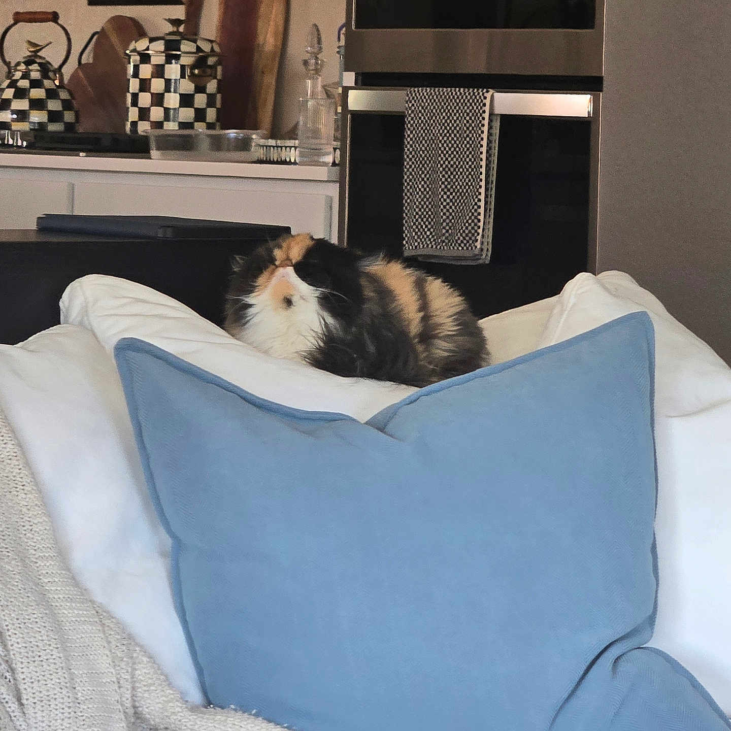 Posie is registered to the contest to win money with this photo: appliances, blanket, blue_pillow, calico_cat, cat, checkered, couch, cozy, cutting_boards, decor, fluffy, furniture, indoor, kitchen, oven, pet, pillows, teapots, white_pillows, wooden