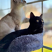 Sassy And Sweet Pea joined the competition — help win amazing prizes! animal, black_cat, blue_eyes, cat, cat_tree, cats, companions, cozy, curious, daylight, domestic_animal, feline, indoor, light_cat, looking_outside, pet, relaxed, soft_fur, sunlight, window