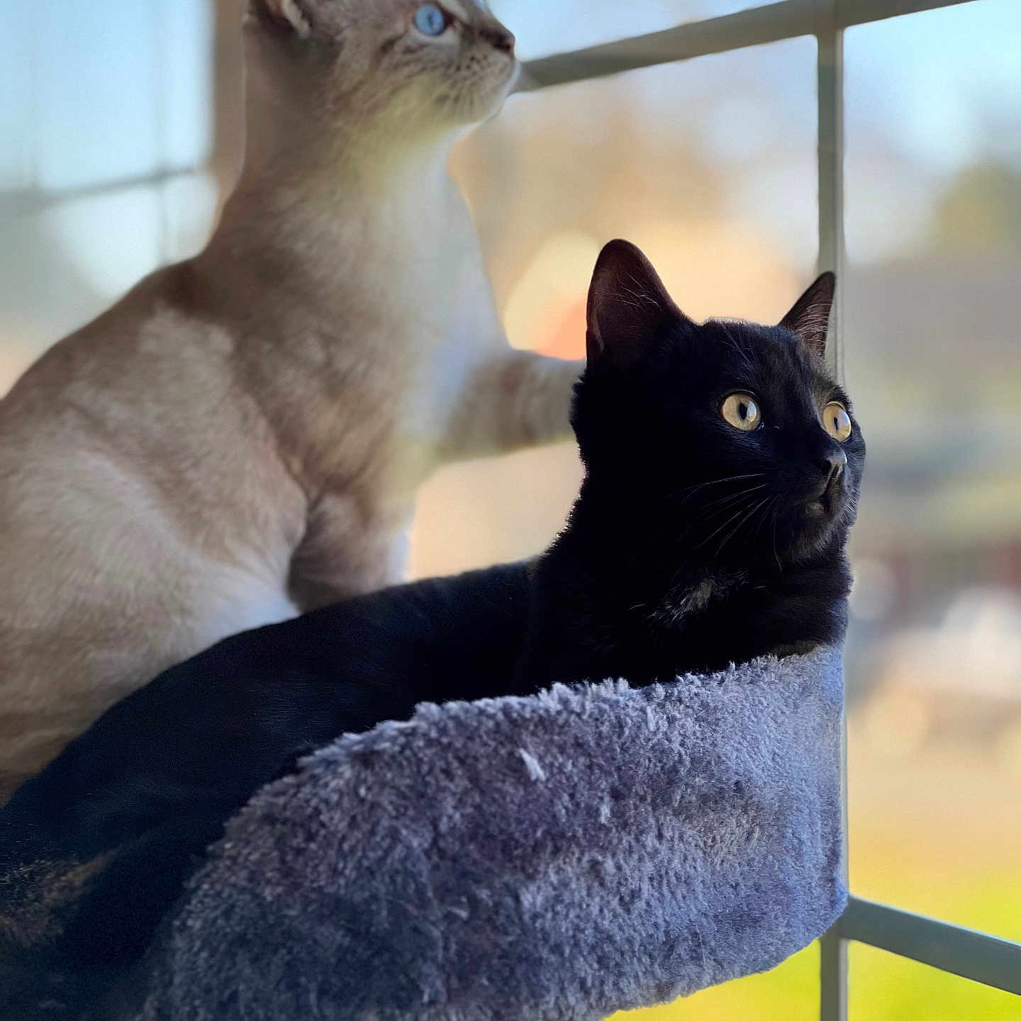 Sassy And Sweet Pea