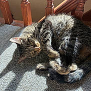 Whiskey is registered to the contest to win money with this photo: cat, tabby, feline, pet, animal, sleeping, curled_up, carpet, sunlight, shadow, wood, stairs, indoors, cozy, relaxed, fur, whiskers, paw, texture, resting