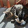 cat, tabby, feline, pet, animal, sleeping, curled_up, carpet, sunlight, shadow, wood, stairs, indoors, cozy, relaxed, fur, whiskers, paw, texture, resting