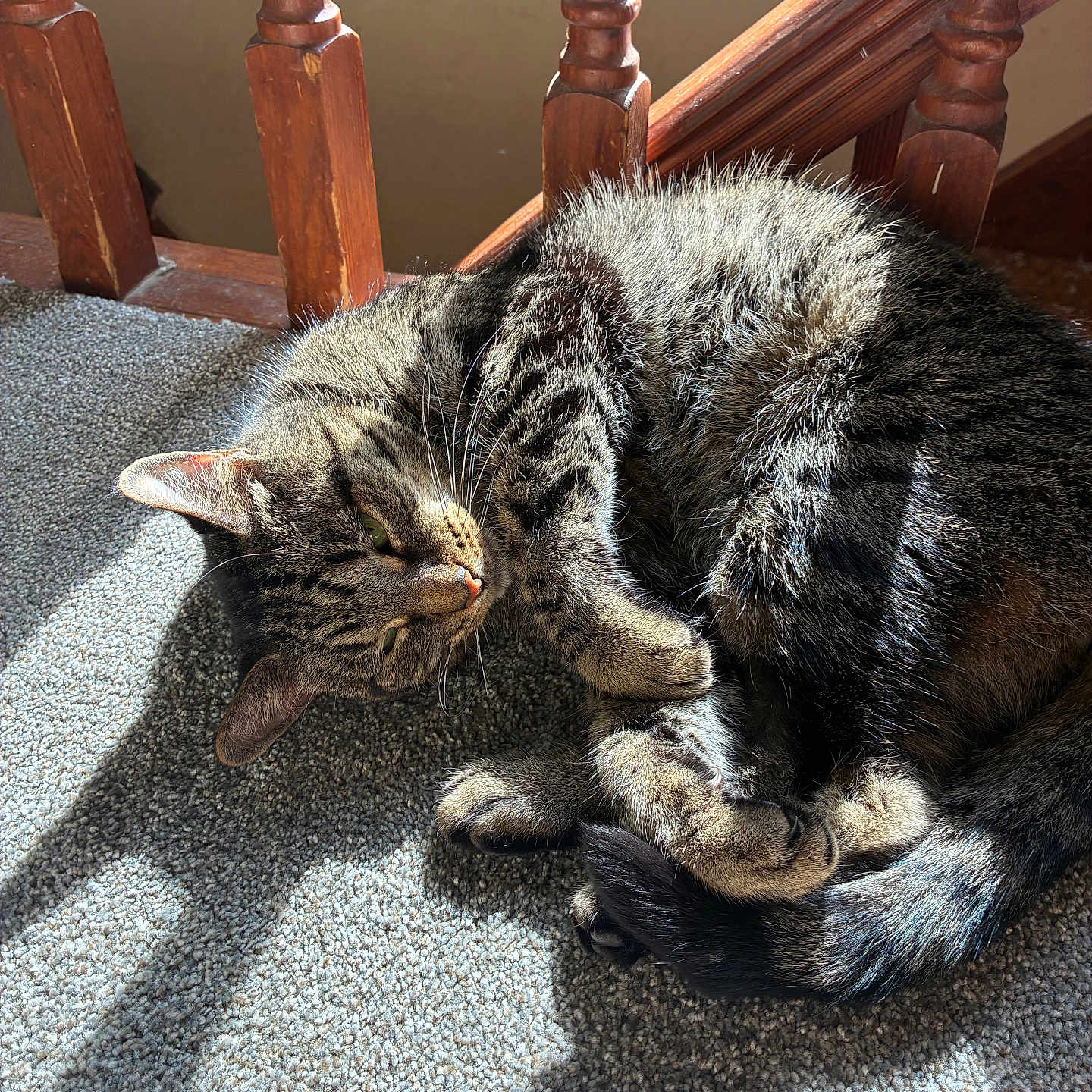 Whiskey is registered to the contest to win money with this photo: cat, tabby, feline, pet, animal, sleeping, curled_up, carpet, sunlight, shadow, wood, stairs, indoors, cozy, relaxed, fur, whiskers, paw, texture, resting